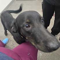 adopt-pet