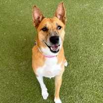 adopt-pet