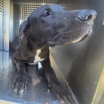 adopt-pet