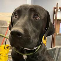 adopt-pet