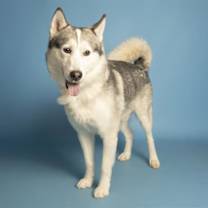adopt-pet