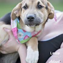 Thumbnail photo of Lorelai #1