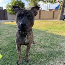 adopt-pet