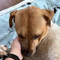 Thumbnail photo of Mitzvah #3