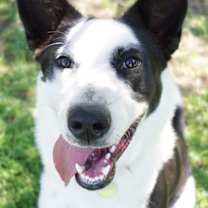 Thumbnail photo of Tipperary #1