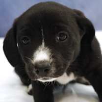 Thumbnail photo of Chica #3