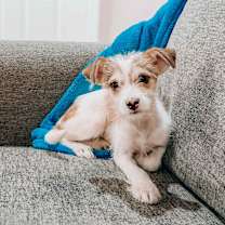 adopt-pet