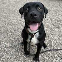 adopt-pet
