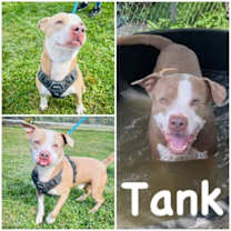 Thumbnail photo of Tank #1