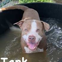 Thumbnail photo of Tank #2
