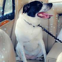 Thumbnail photo of Harper #3