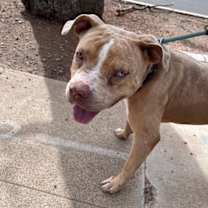 adopt-pet
