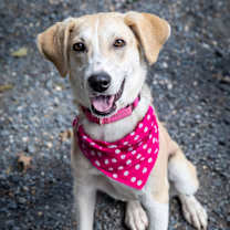 Thumbnail photo of Sycamore #1