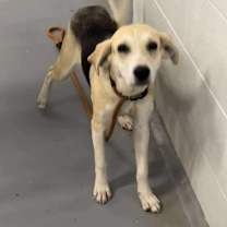 Thumbnail photo of Sycamore #2