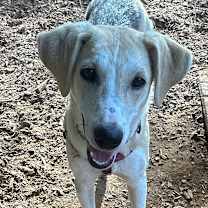 Thumbnail photo of Sycamore #3