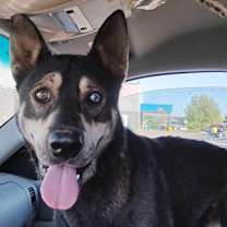 Thumbnail photo of Zeek #2