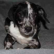 adopt-pet
