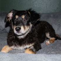 adopt-pet