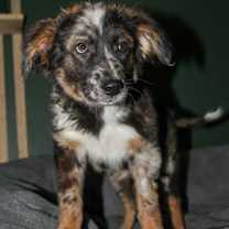 adopt-pet