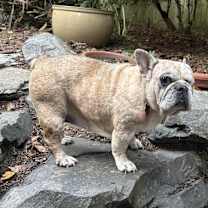 Thumbnail photo of Biscuit (aka Grubs) #4