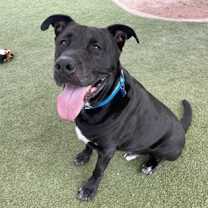 adopt-pet