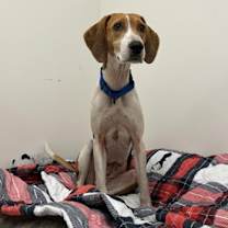 adopt-pet