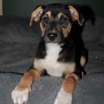 adopt-pet
