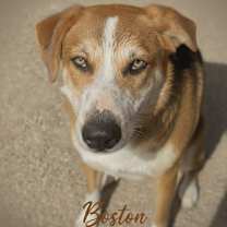 adopt-pet