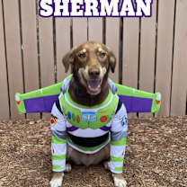 adopt-pet
