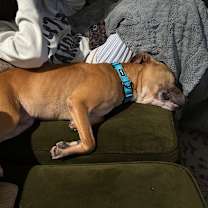 Thumbnail photo of Jaxi *adoption fee fully sponsored* #3