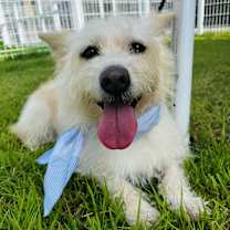 adopt-pet