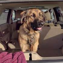 Thumbnail photo of Rocky #1