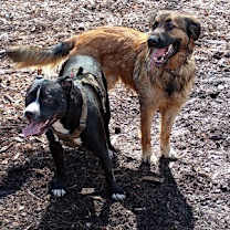 Thumbnail photo of Rocky #4