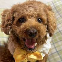 adopt-pet