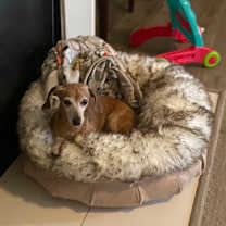 Thumbnail photo of Chloe #2