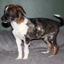 adopt-pet