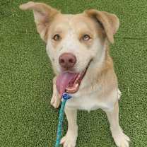 adopt-pet