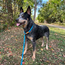 Thumbnail photo of Willie #3