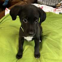adopt-pet