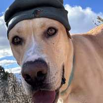 Thumbnail photo of Yzerman / Slim Pickens / Rex #2