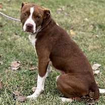 Thumbnail photo of Meatball #1