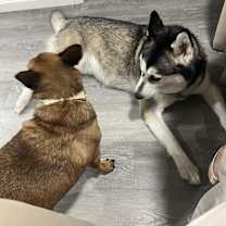 Thumbnail photo of Mila #4