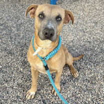 adopt-pet