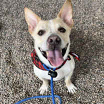 adopt-pet