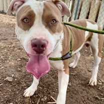 adopt-pet