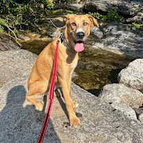 Thumbnail photo of ⛏️ Copper ⛏️ #4