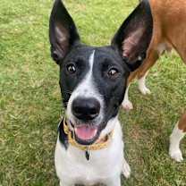 Thumbnail photo of Stella Luna #3