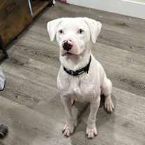 Thumbnail photo of Wyatt the White Knight #1