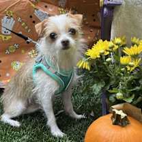 adopt-pet