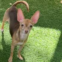 adopt-pet